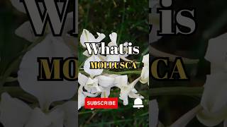 What is Mollusca shorts facts biology [upl. by Cilka763]