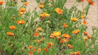 Visite du potager de couleur du domaine de Chaumont sur Loire  Truffaut [upl. by Burkhardt50]