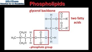 B3 Phospholipids SL [upl. by Jakoba]