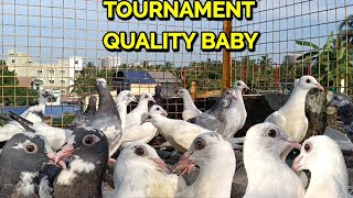 TOURNAMENT QUALITY MADRASI BABY PIGEON FOR SALE TODAY [upl. by Ainevuol386]