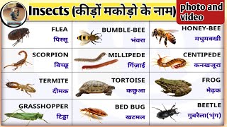 insects name in hindi and english।। कीड़ों मकोड़ो के नाम हिंदी और अंग्रेजी में।।insect video bugs [upl. by Romito481]