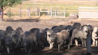 The Harvey Ranch Sierra Valley CA [upl. by Whitaker]