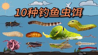 10种钓鱼虫饵你用过几种？很多人只知道蚯蚓和红虫 [upl. by Evered183]