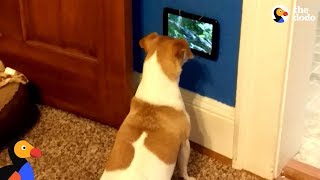 Dog Is So Excited To Get Her Own TV  The Dodo [upl. by Hadeehuat290]