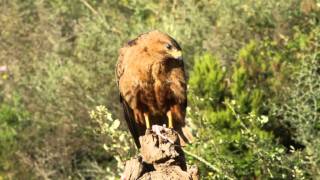 Buteo rufinusmp4 [upl. by Inavoy]