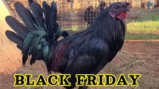 Black Friday McRae Mingus Dom Gilmore Hatch  Rodney Robello Farm [upl. by Niala95]