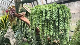 Plant Tour  Etobicoke conservatory 4K screensaver vlogmas [upl. by Jorgensen]