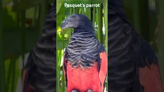 Pesquets parrotbirds video shorts [upl. by Matthaus]