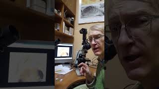 How to Study Parasitic Wasps Trichogramma Under Microscope Entomologist Shows Egg Parasitoids [upl. by Fachanan]