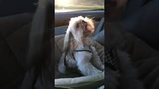 Shih Tzu barking howl or scream [upl. by Egres543]