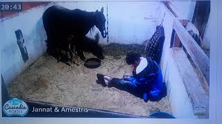 The Foaling Show • Stall 1 • Horse and Pony Live Cam [upl. by Gorden]