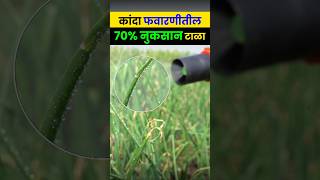 कांदा पिकात ७० फवारणी वाया😱 onion farming kanda shetkari agrostar shorts [upl. by Taryne]