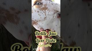 Liver Fluke In BuckBottle JawHaemonchosis In BuckDeworming In GoatsTrichlabendazole Dewormer [upl. by Sackville]