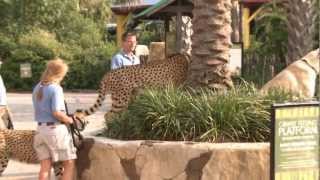 Cheetahs Take a Walk around the Houston Zoo [upl. by Greenfield43]