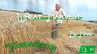 Harvesting Wheat by Hand  Foodmageddon Ep 20 [upl. by Sybille]