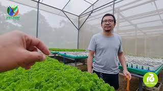 Learn the Different Variety of Lettuce from Rijk Zwaan [upl. by Yelsek]