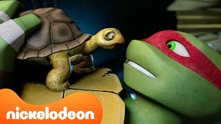 Tartarugas Ninja  As Tartarugas Adotam Animais de Estimação 🐢🐱  Nickelodeon em Português [upl. by Jamille849]