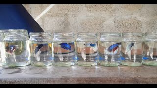 Betta Fish Bottle  Srilankan 🇱🇰 worldoffish769 [upl. by Gwenni]