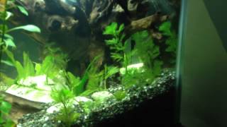 50 gallon planted tank with organic compost substrate [upl. by Alair]