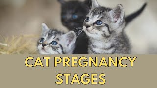 How Long Are Cats Pregnant [upl. by Ahserak201]