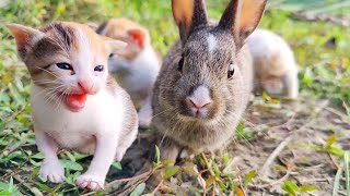 Rabbit Playing with kitten  Kitten Meowing Sound pets rabbit kitten [upl. by Adnicaj]