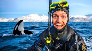 Swimming with Wild Orcas in Norway incredible encounters [upl. by Abrahams284]