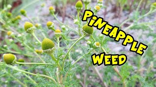 Pineappleweed or Pineapple Weed Identification and Medicinal Uses [upl. by Nivak]