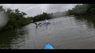 Limiting Out in Rainstorm  Attacked by a Pelican [upl. by Cacka]