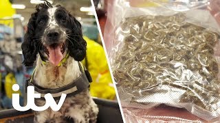 Border Force Sniffer Dog Finds Drugs Hidden in a Package  Heathrow Britains Busiest Airport [upl. by Notyrb]