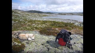 Norwegen Trekking 4 Tage Hardangervidda Haugastøl  Finse  Rallarvegen [upl. by Allecram]