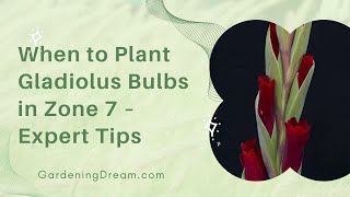 When to Plant Gladiolus Bulbs in Zone 7 – Expert Tips [upl. by Analos]