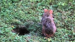 Wild European Hamster Courtship [upl. by Stilla773]