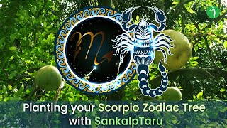 Planting your Scorpio Zodiac Tree with SankalpTaru [upl. by Ymmac]