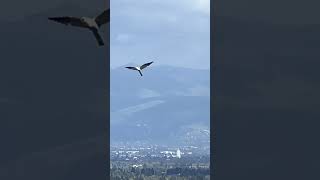 Kite over Silicon Valley [upl. by Amalie]