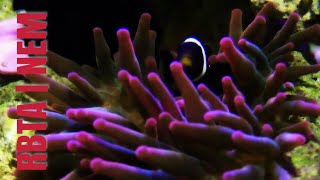 BUBBLE TIP ANEMONE CARE GUIDE FOR BEGINNER  WHAT YOU NEED TO KNOW BEFORE BUYING [upl. by Rahmann271]