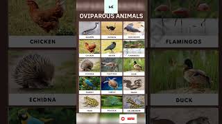 Oviparous Animals english animals oviparous learnwithmk5825 [upl. by Daisy]