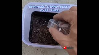 Germinate Gymnocalycium Variegated Cactus from seeds with Updates  Videshi Gardening [upl. by Christopher]