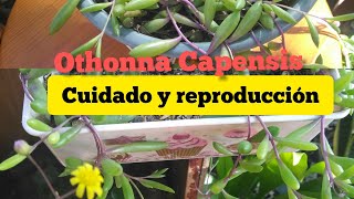 Othonna Capensis collar de rubí cuidados y reproducción 💚💚❤️❤️ [upl. by Eunice]