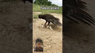 Falkon attack goreya bird eagles eaglehunting eagle wildlife birds hawk eaglehunter animals [upl. by Blossom]