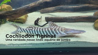 Cochliodon Tigrinus Uma Raridade nesse Lindo Aquário de Jumbo [upl. by Atiuqel]