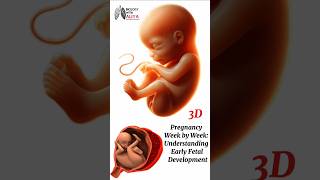 Pregnancy Week by Week Understanding Early Fetal Development medical animation 3d short [upl. by Hubsher623]