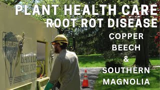 Plant Health Care  Root Rot Disease Treatment Copper Beech amp Southern Magnolia [upl. by Lonier]