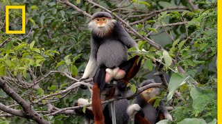 This Endangered Monkey is One of the World’s Most Colorful Primates  Short Film Showcase [upl. by Schreibman]