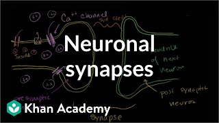 Neuronal synapses chemical  Human anatomy and physiology  Health amp Medicine  Khan Academy [upl. by Naig]