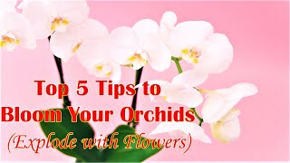 How to bloom your orchids Top 5 Tips in 5 Minutes [upl. by Rutter]