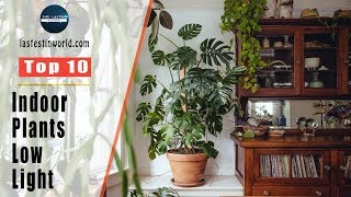 Top 10 Indoor Plants For Low Light [upl. by Kora]