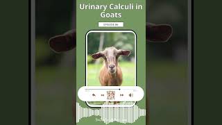 Urinary Calculi in Goats [upl. by Linet]