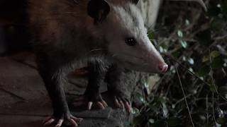 Opossum sniffs and listens for danger [upl. by Tehr]