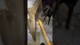 Just Feeding Sled Dogs [upl. by Mat]