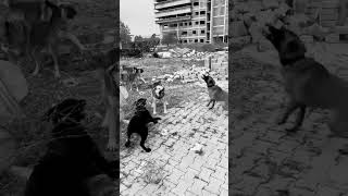 Belgian malinois against Labrador pack at a construction site 🔥🔥🔥 shortsfeed malinois labrador [upl. by Abehshtab914]